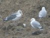 Larus sp. at Barling Rubbish Tip (Steve Arlow) (134742 bytes)